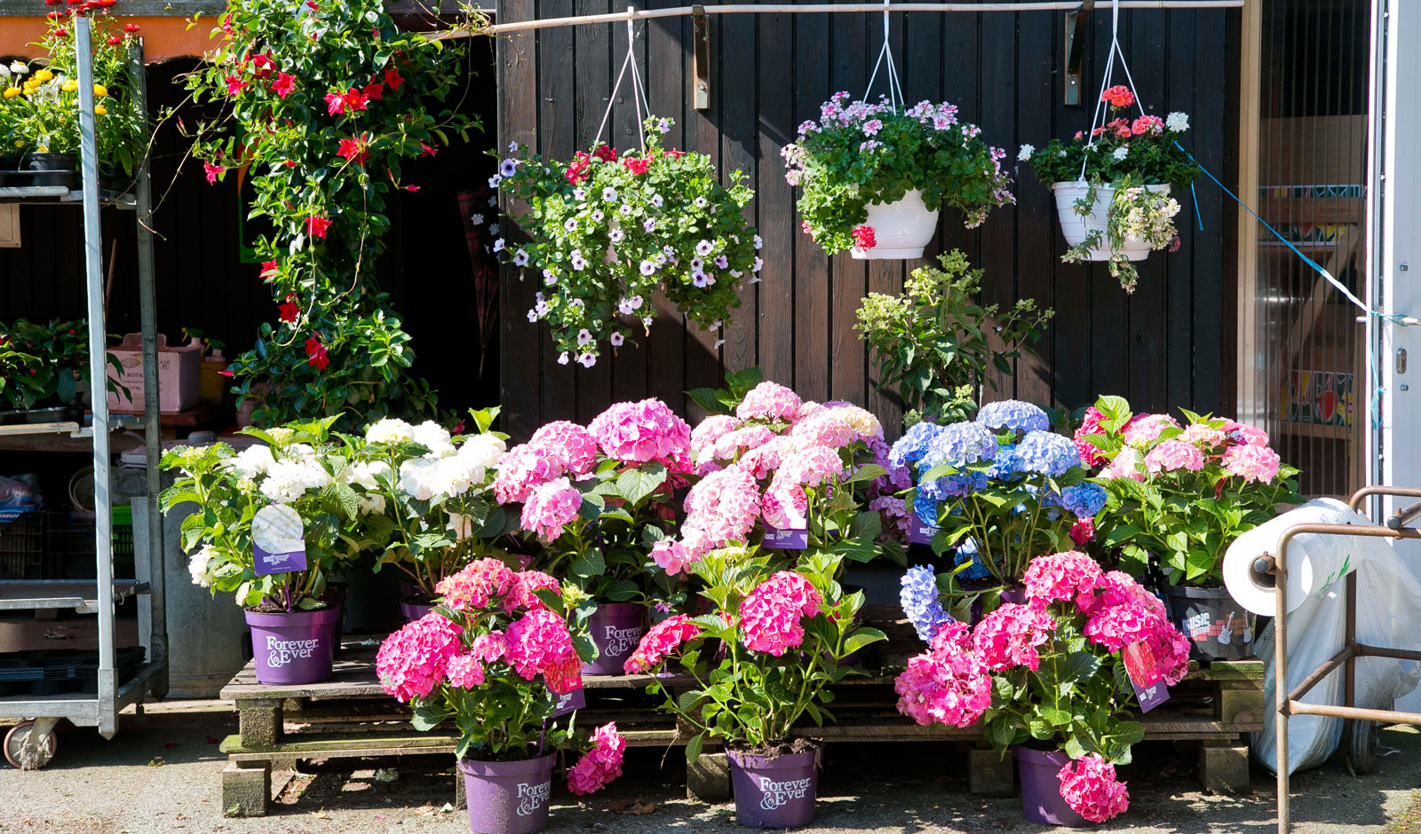 Pflanzen für den Garten